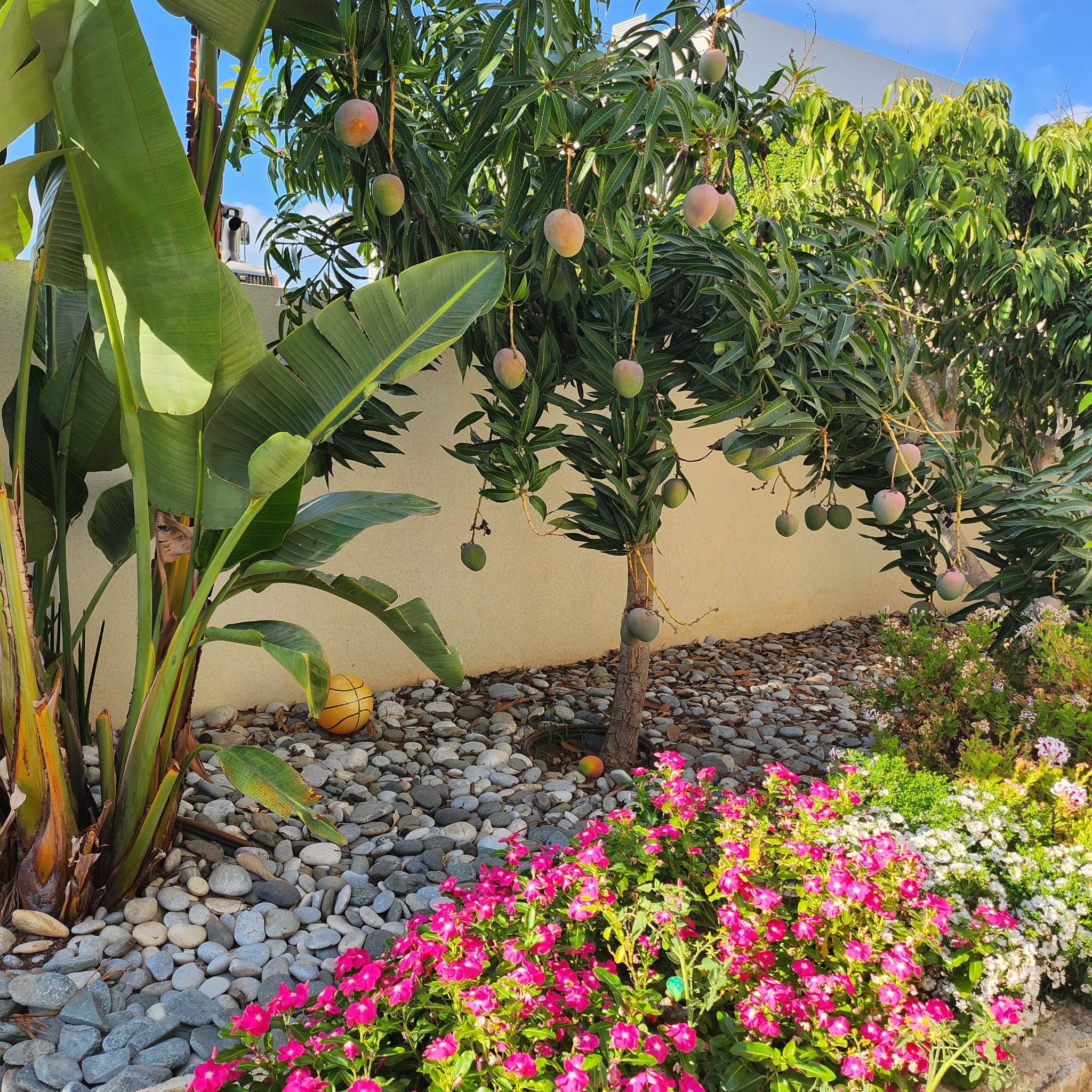 חצר – זווית 5